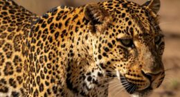 reading heat through spots