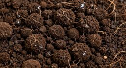 analyzing bread crumb patterns