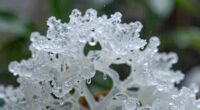 sugar work struggles humidity